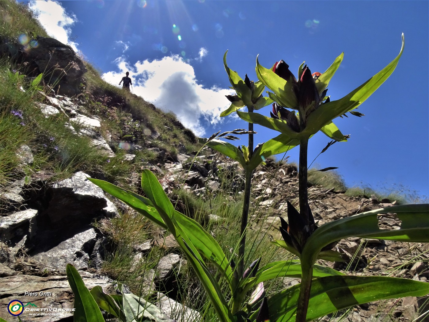 18 Gentiana purpurea (Genziana porporina) sul sent. EE per il Corno Stella.JPG